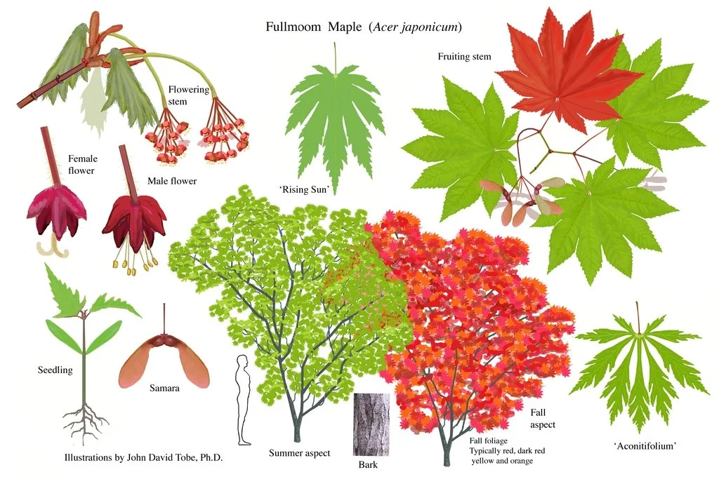 Grape-leaf Fullmoon Maple Brings Brilliant Fall Color to the